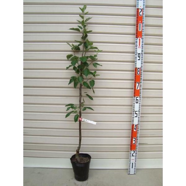 yX^[LOz ږؕc S [ʎc؁EьE]