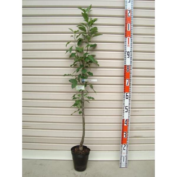 ŷ₫z ږؕc S [ʎc ь  K[fXg[]