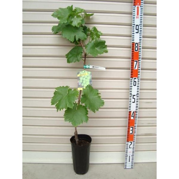 瀬戸ジャイアン　葡萄苗木　ブドウ苗木 約60cm 黄色い葉 瀬戸ジャイアン 葡萄苗木 ブドウ苗木 約60cm 黄色い葉 瀬戸ジャイアン