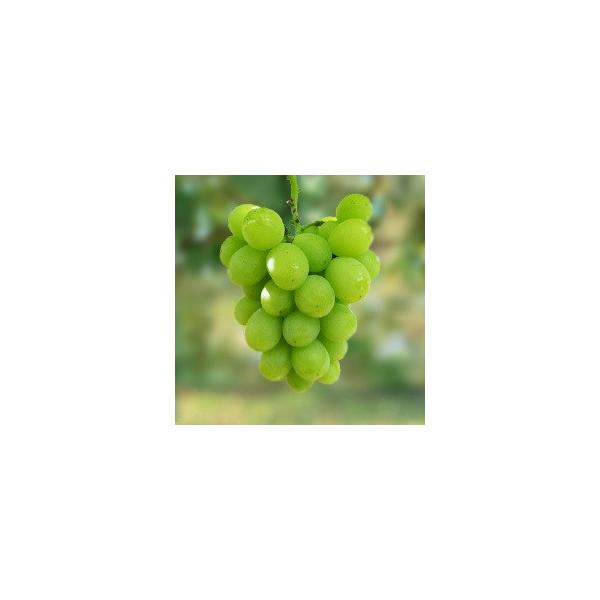 yUIrARz PNECXt[ږؕc uhE [wF\QOQTNPQ{ȍ~܂͒ʏ픭 [ʎc؁@@uhE]