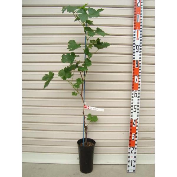 yUIrARz ECXt[ږؕc uhE [ʎc؁EEԂǂ]