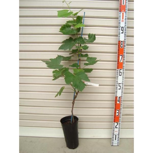 yX`[xz EBXt[ږؕc uhE [ʎc؁EEԂǂ]