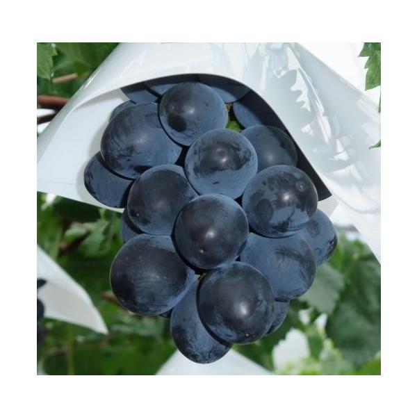 yubNr[gz PNECXt[ږؕc uhE [wF\QOQTNPQ{ȍ~܂͒ʏ픭 [ʎc؁@@uhE]