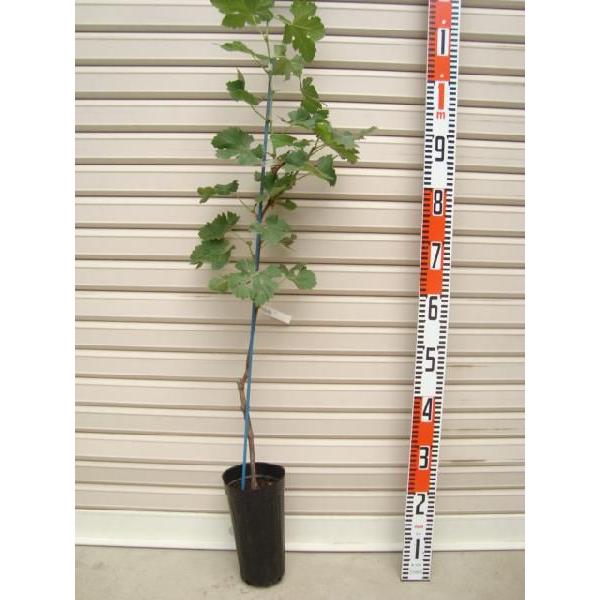 yIG^X^[z ECXt[ږؕc uhE [ʎc؁EEԂǂ]