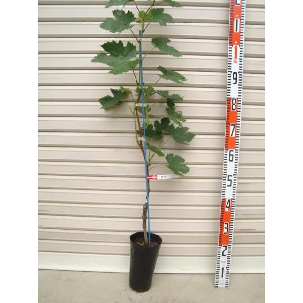 ybBz ECXt[ږؕc uhE [ʎc؁EEԂǂ]