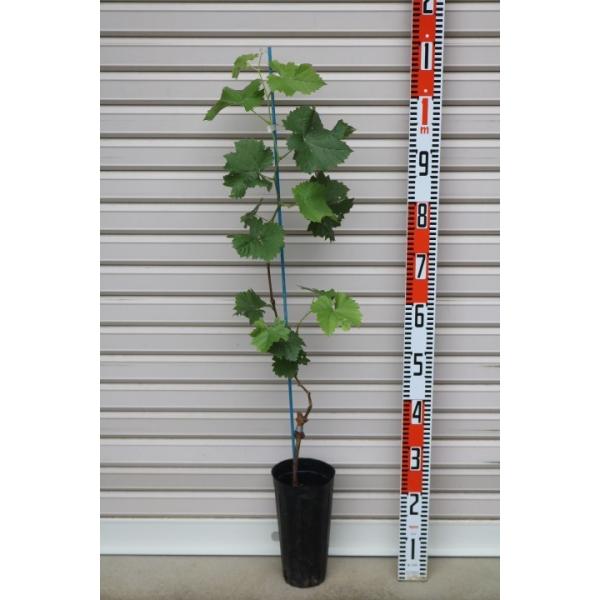 yzECXt[ږؕc Pc tW~m uhE [ʎc  Ԃǂ]