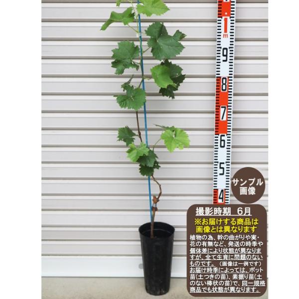 yNC[j[izECXt[ږؕc Pc NC[j[iEuhE [[Ɂ[ȁEԂǂEcEK[fXg[[Eʎc]