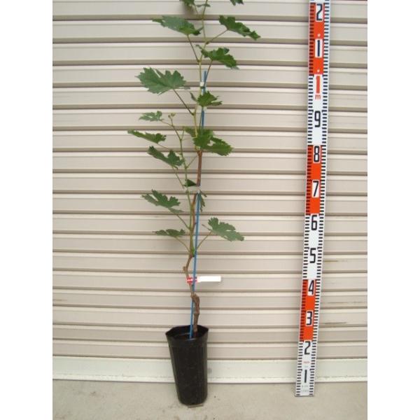 ybuz Cp ECXt[ږؕc uhE [ʎc؁EEԂǂ]