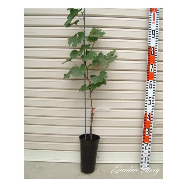 y~[gDKEz Cp ECXt[ږؕc uhE [ʎc  Ԃǂ]