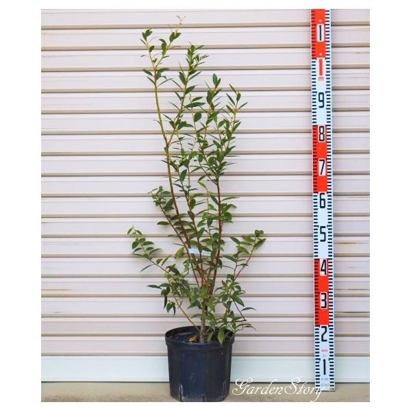 ysNl[hz QNږؕc nCubhn@u[x[ [ʎc]