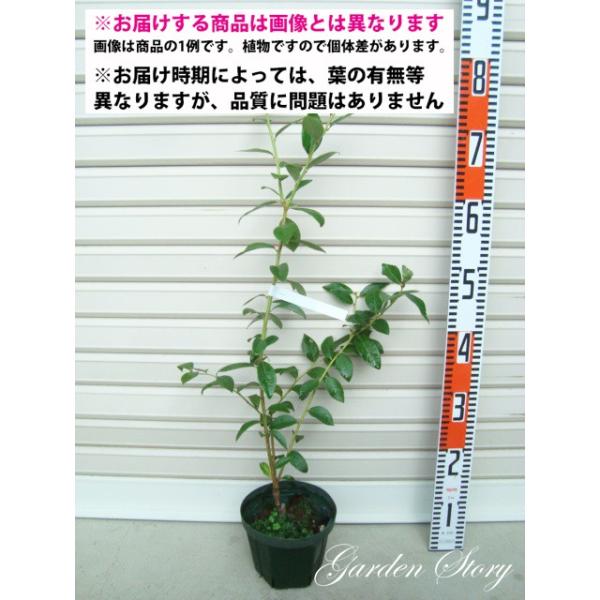 yGIbgz ږؕc m[UnCubVnEu[x[ [ʎc]