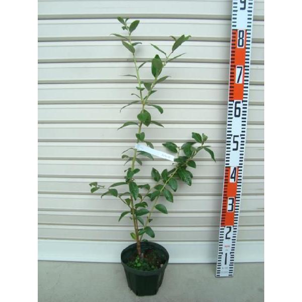 y~BG[_z ږؕc m[UnCubVnEu[x[ [ʎc]