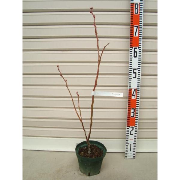 yA[[u[z ږؕc m[UnCubVnEu[x[ [ʎc]