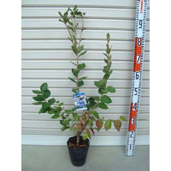 ygz ږؕc m[UnCubVnEu[x[ [ʎc]