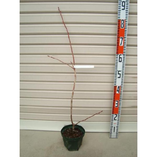 ygz ږؕc m[UnCubVnEu[x[ [ʎc]