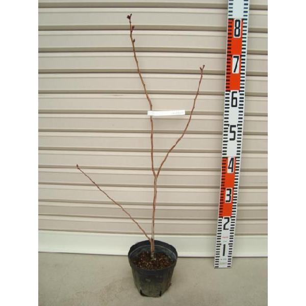 yn[iY`C[Xz ږؕc m[UnCubVnEu[x[ [ʎc]