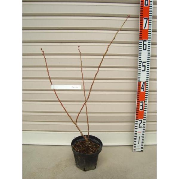 yu[Cz ږؕc m[UnCubVnEu[x[ [ʎc]