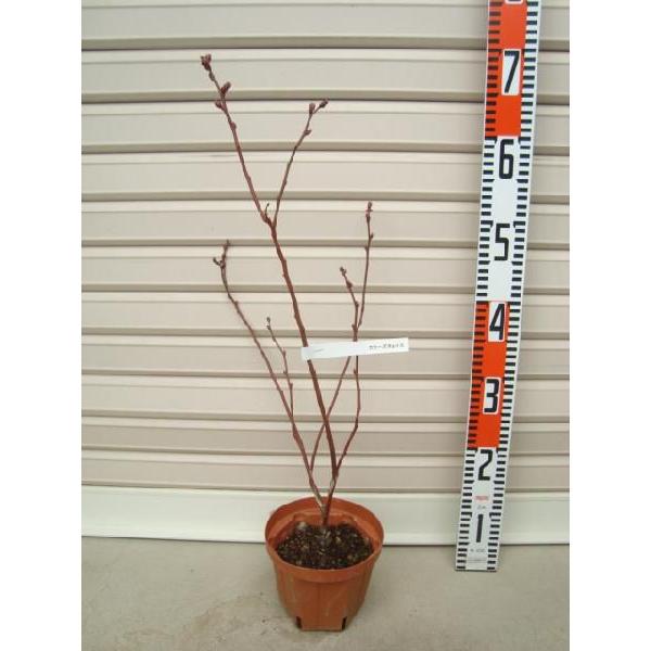 yJ[Y`C[Xz ږؕc m[UnCubVnEu[x[ [ʎc]