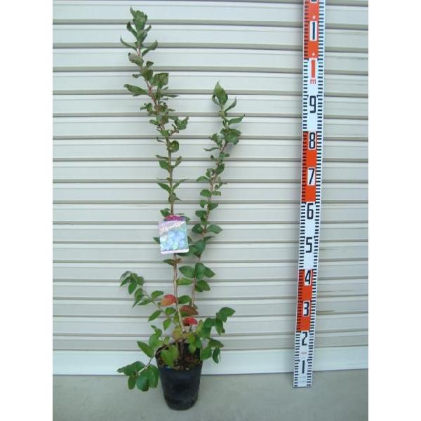 yu[wuz ږؕc m[UnCubVnEu[x[ [ʎc]