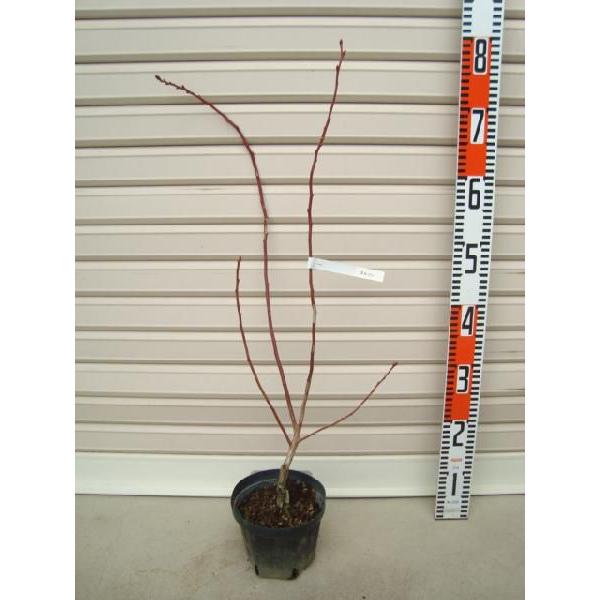 yl\z ږؕc m[UnCubVnEu[x[ [ʎc]