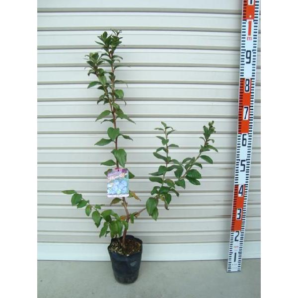 ブルーベリー 接木苗」の人気商品一覧 | 安い商品を通販サイトから探す