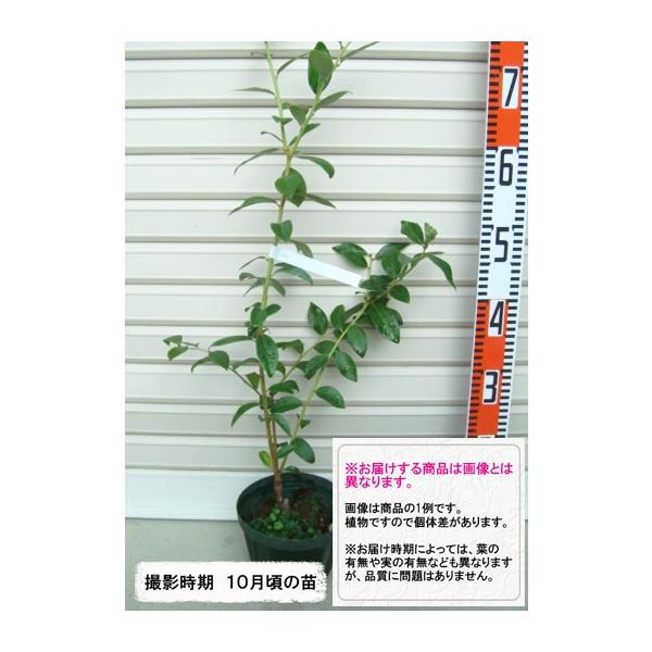 y{[iXz ږؕc m[UnCubVnEu[x[ [ʎc]