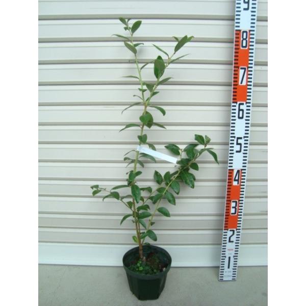 yRrz ږؕc m[UnCubVnEu[x[ [ʎc]