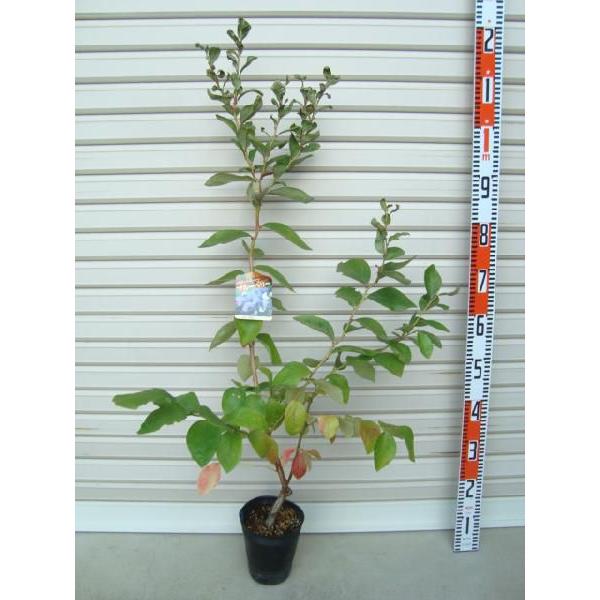 yo[N[z ږؕc m[UnCubVnEu[x[ [ʎc]