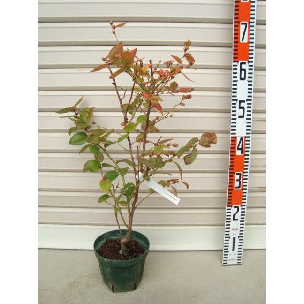 yV[vu[z ږؕc TUnCubVnEu[x[ [ʎc]