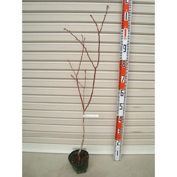 yT~bgz ږؕc TUnCubVnEu[x[ [ʎc]