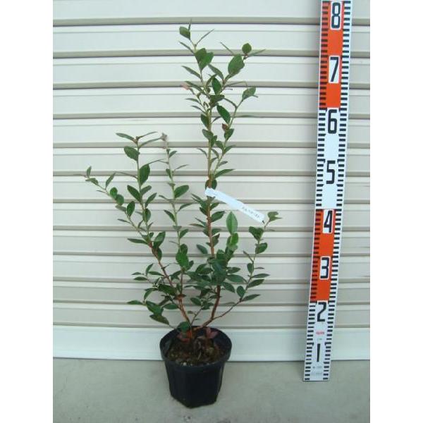 yKtR[Xgz ږؕc TUnCubVnEu[x[ [ʎc]