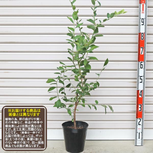 ブルーベリー苗48本セット③ ブルーベリー苗48本セット③ garden-story_3102-3-6
