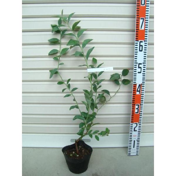 y{[hEBz c rbgACnEu[x[ [ʎc]