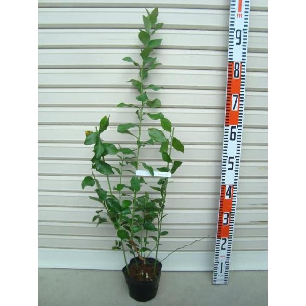 yK[fu[z c rbgACnEu[x[ [ʎc]