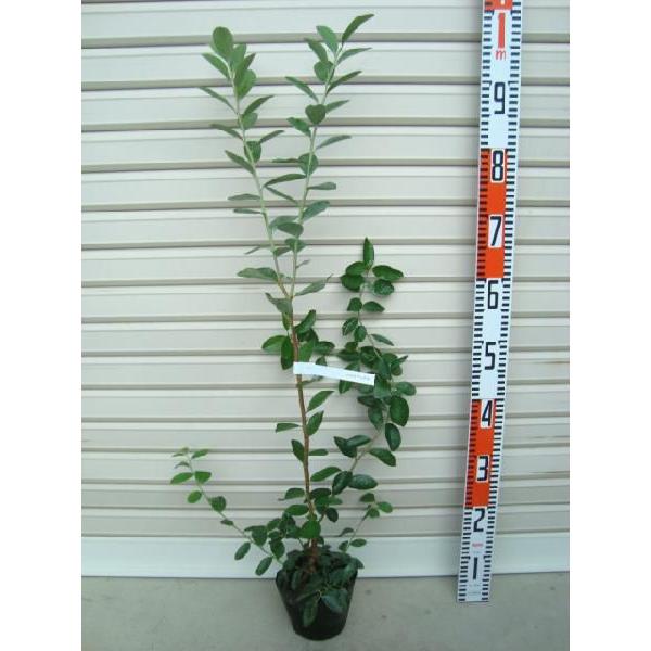 yNC}bNXz c rbgACnEu[x[ [ʎc]