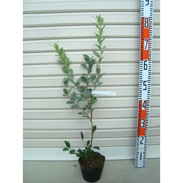 yOAz c rbgACnEu[x[ [ʎc]