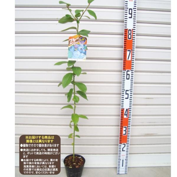 yn[o[hz c m[UnCubVnEu[x[ [ʎc]