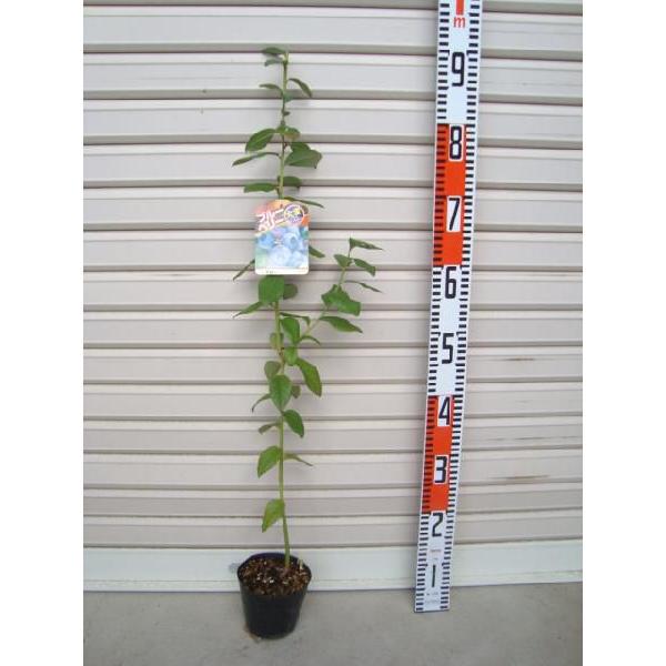 y_[z c m[UnCubVnEu[x[ [ʎc]