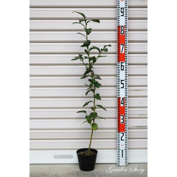 レイトブルー】 苗 ノーザンハイブッシュ系・ブルーベリー [果樹苗木