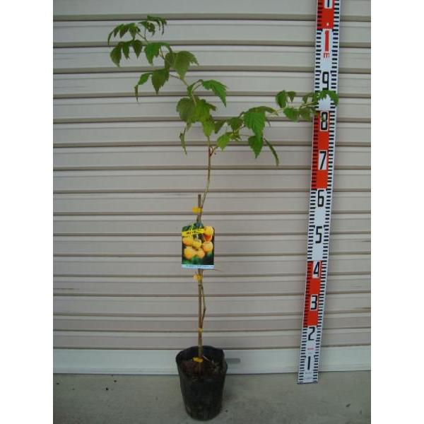 木苺 ラズベリー 植木 盆栽の人気商品 通販 価格比較 価格 Com