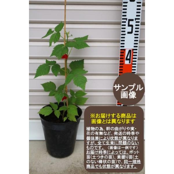 グレンアンプル】 1年生苗 ラズベリー ※通常発送※ [果樹苗木 木苺