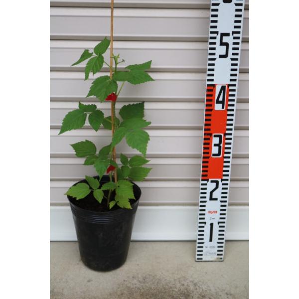 スキーナ １年生苗 ラズベリー 納期指定 通常発送 果樹苗木 木苺 木いちご Buyee Buyee 日本の通販商品 オークションの代理入札 代理購入