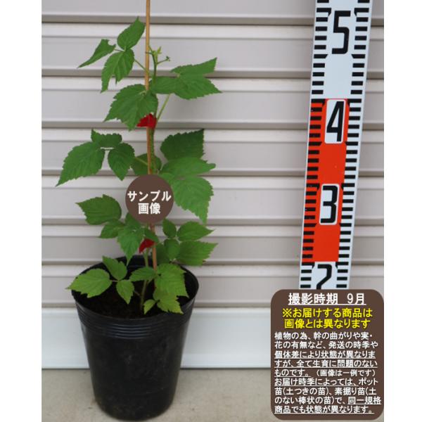 ラフザック『ヒンボートップ』】 苗 ラズベリー [果樹苗木・ラズベリー