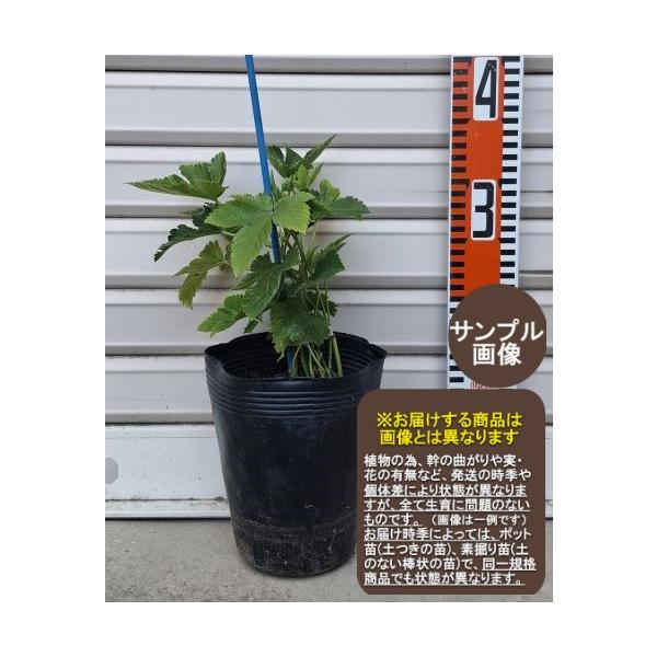 garden-story_3230s-1-1