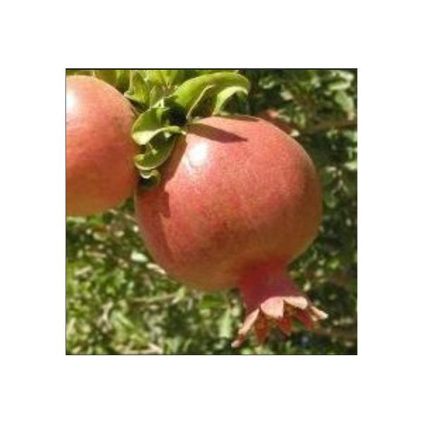 ◆苗木の管理は細心の注意を払いますが、出荷の際に最終検品でお出し出来なくなる場合や発送時期が前後する場合がございます※その場合は残りのご注文分で発送となる旨をご案内致します◆落葉樹は素掘り状態では棒状が通常です