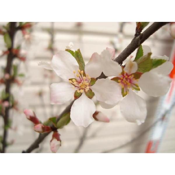 赤実ゆすらうめ ２年生接木苗 ７号ポット ユスラウメ 果樹苗木 Buyee Buyee 日本の通販商品 オークションの代理入札 代理購入