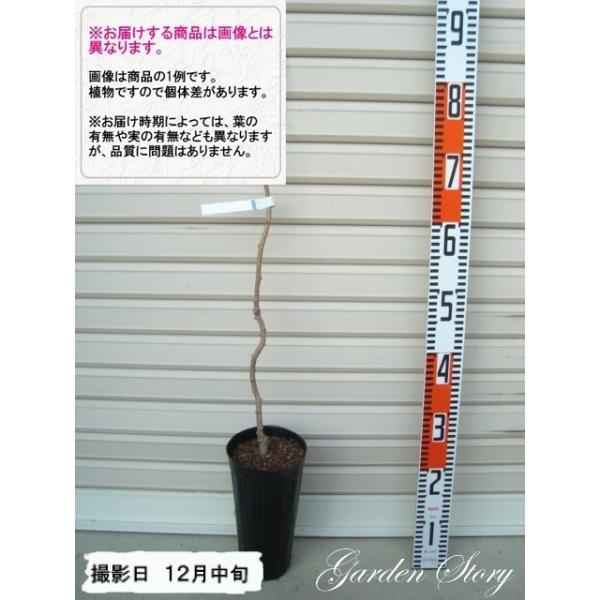 うっちぃ出品❗サルナシ苗。画像のサルナシ実成り苗お届け。 うっちぃ