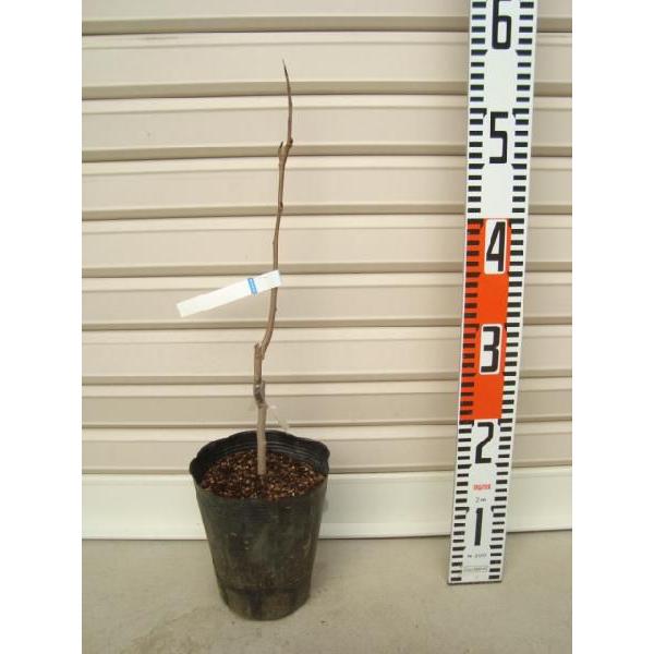 タイラー】 1年生接木苗 ポポー [果樹苗木] : ガーデン ストーリー