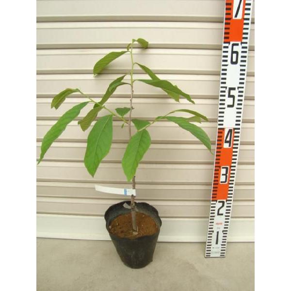 y^C[z ږؕc 1c ||[ [ʎc]