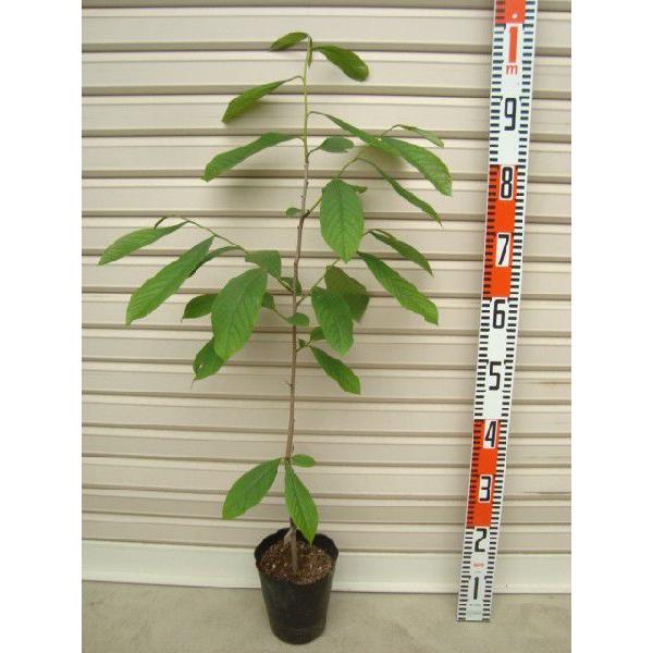 yxbJS[hz ږؕc ||[ [ʎc]